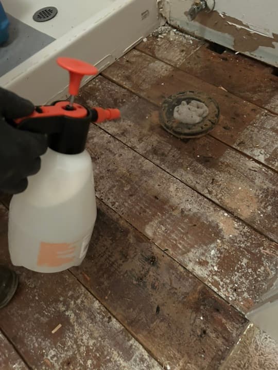Mold Treatment on Damaged Flooring