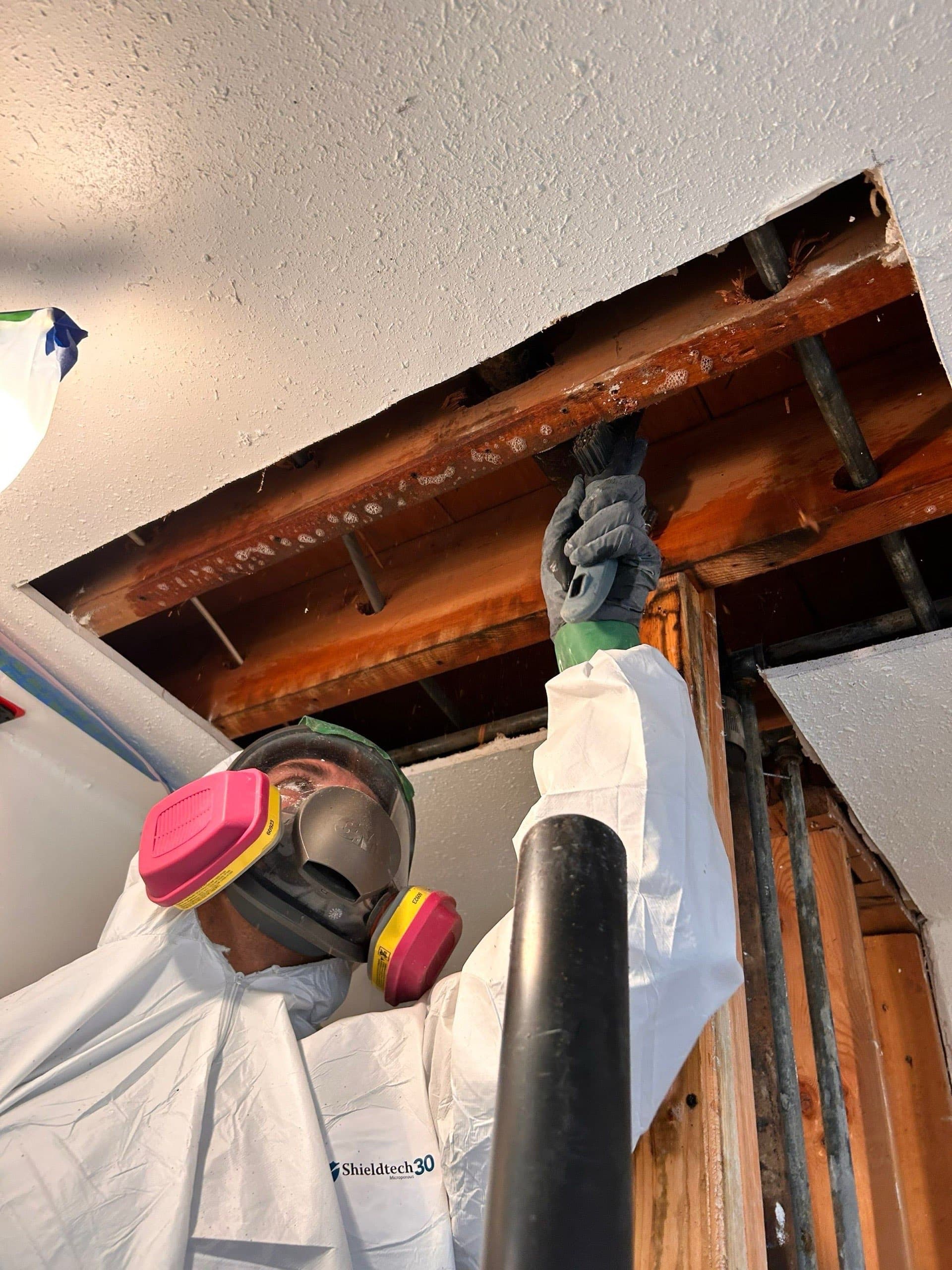 Professional mold remediation specialist inspecting mold growth in Central Texas